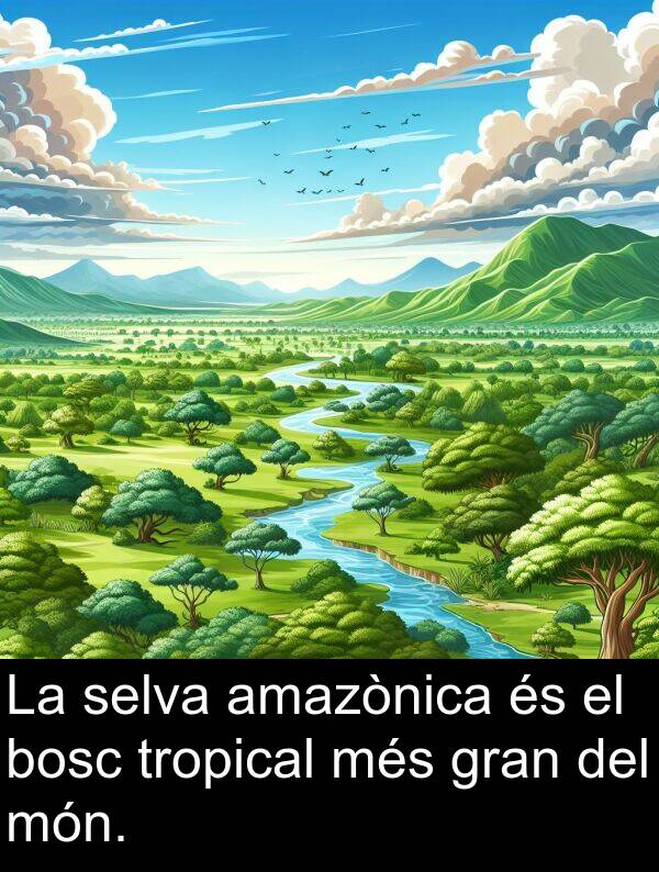 bosc: La selva amazònica és el bosc tropical més gran del món.