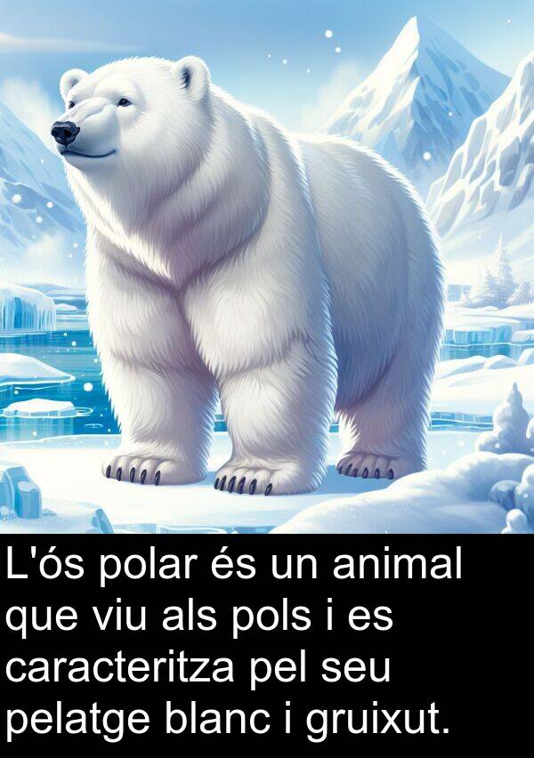 pelatge: L'ós polar és un animal que viu als pols i es caracteritza pel seu pelatge blanc i gruixut.