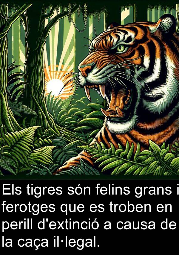 perill: Els tigres són felins grans i ferotges que es troben en perill d'extinció a causa de la caça il·legal.