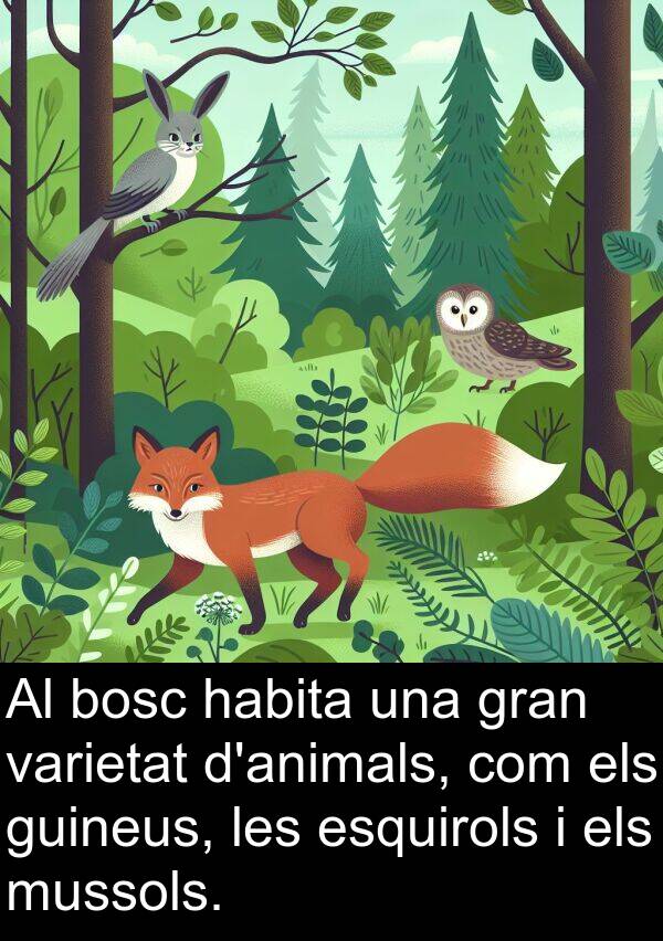 bosc: Al bosc habita una gran varietat d'animals, com els guineus, les esquirols i els mussols.