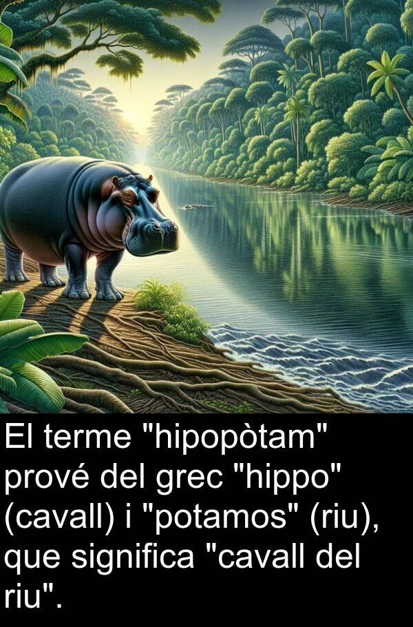 terme: El terme "hipopòtam" prové del grec "hippo" (cavall) i "potamos" (riu), que significa "cavall del riu".