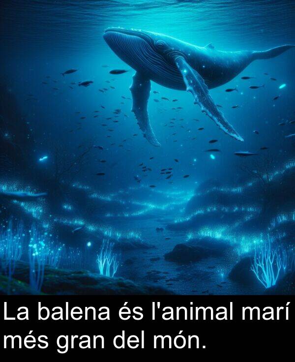 del: La balena és l'animal marí més gran del món.