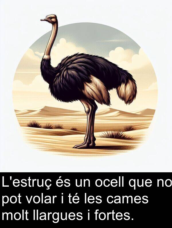 llargues: L'estruç és un ocell que no pot volar i té les cames molt llargues i fortes.