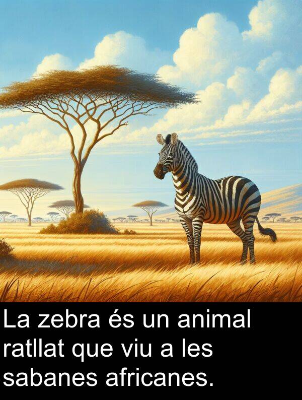 africanes: La zebra és un animal ratllat que viu a les sabanes africanes.