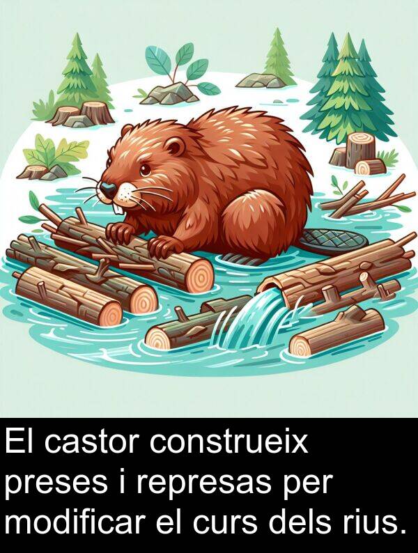 castor: El castor construeix preses i represas per modificar el curs dels rius.