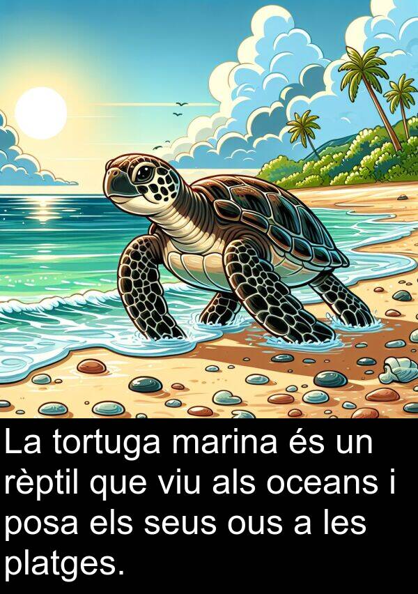 tortuga: La tortuga marina és un rèptil que viu als oceans i posa els seus ous a les platges.