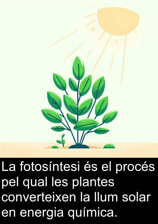 llum: La fotosíntesi és el procés pel qual les plantes converteixen la llum solar en energia química.