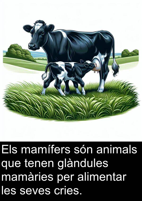 seves: Els mamífers són animals que tenen glàndules mamàries per alimentar les seves cries.