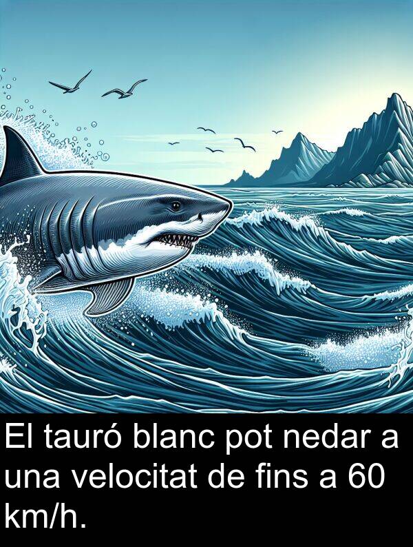 blanc: El tauró blanc pot nedar a una velocitat de fins a 60 km/h.