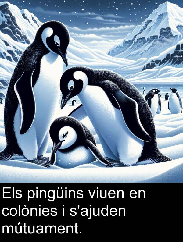 viuen: Els pingüins viuen en colònies i s'ajuden mútuament.