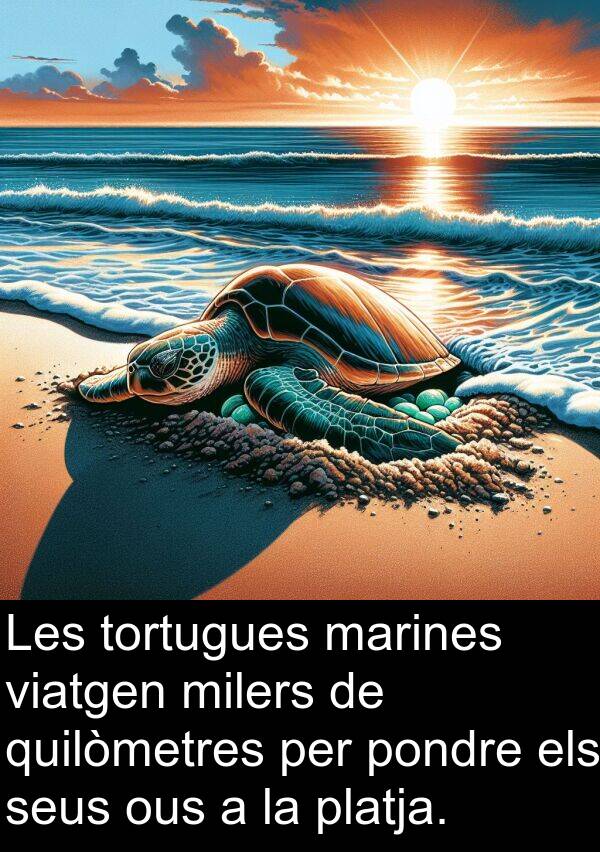 quilòmetres: Les tortugues marines viatgen milers de quilòmetres per pondre els seus ous a la platja.