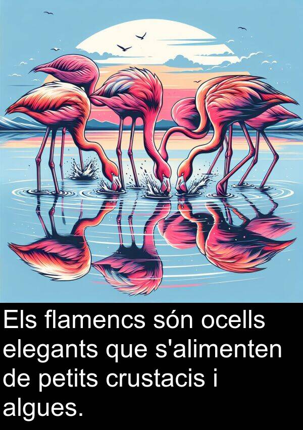 ocells: Els flamencs són ocells elegants que s'alimenten de petits crustacis i algues.