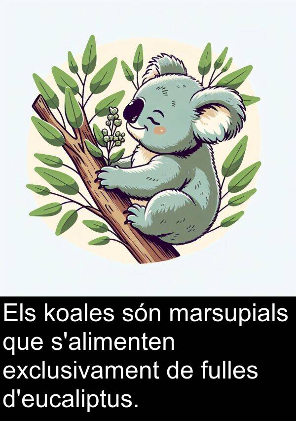 koales: Els koales són marsupials que s'alimenten exclusivament de fulles d'eucaliptus.