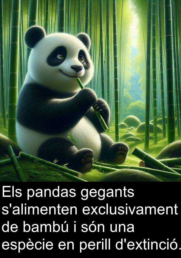 pandas: Els pandas gegants s'alimenten exclusivament de bambú i són una espècie en perill d'extinció.