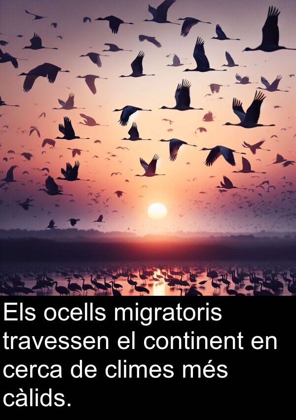 ocells: Els ocells migratoris travessen el continent en cerca de climes més càlids.