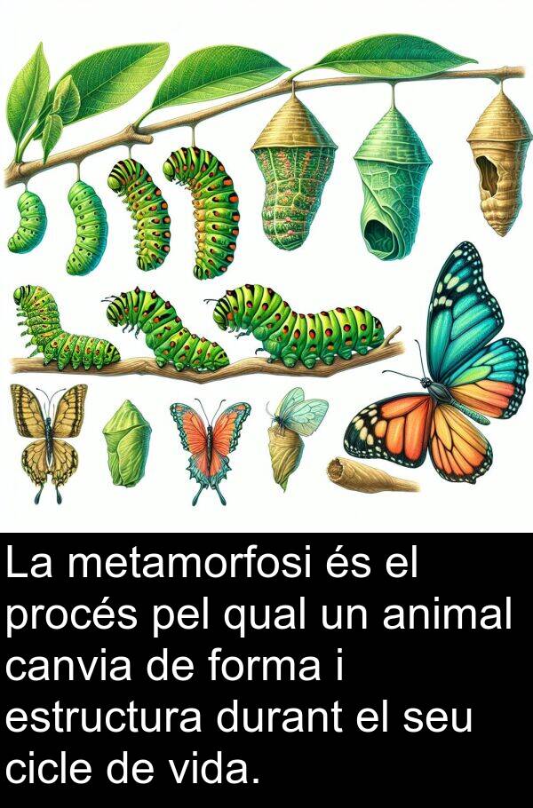 canvia: La metamorfosi és el procés pel qual un animal canvia de forma i estructura durant el seu cicle de vida.