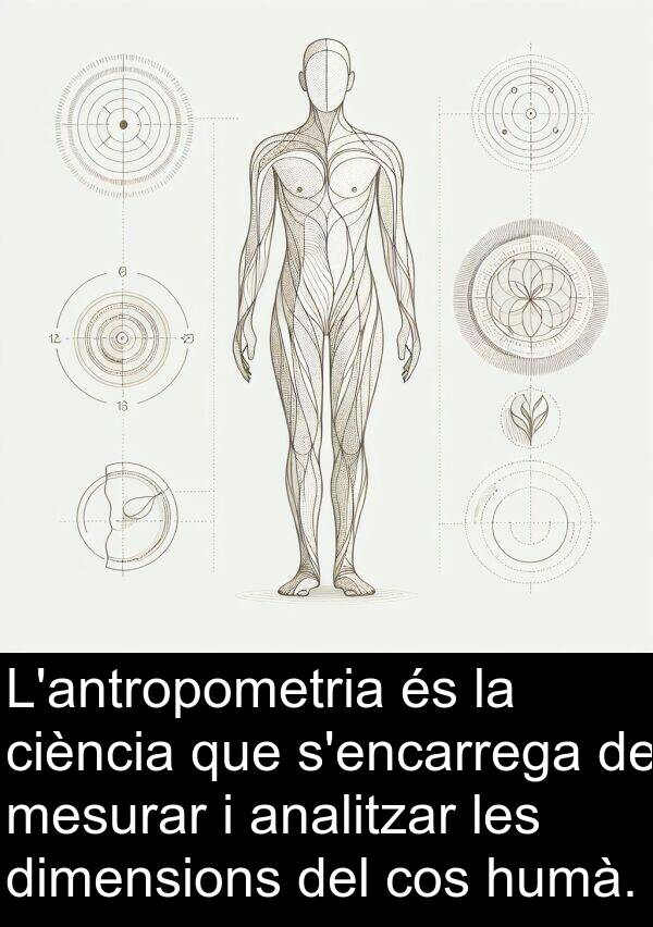 mesurar: L'antropometria és la ciència que s'encarrega de mesurar i analitzar les dimensions del cos humà.