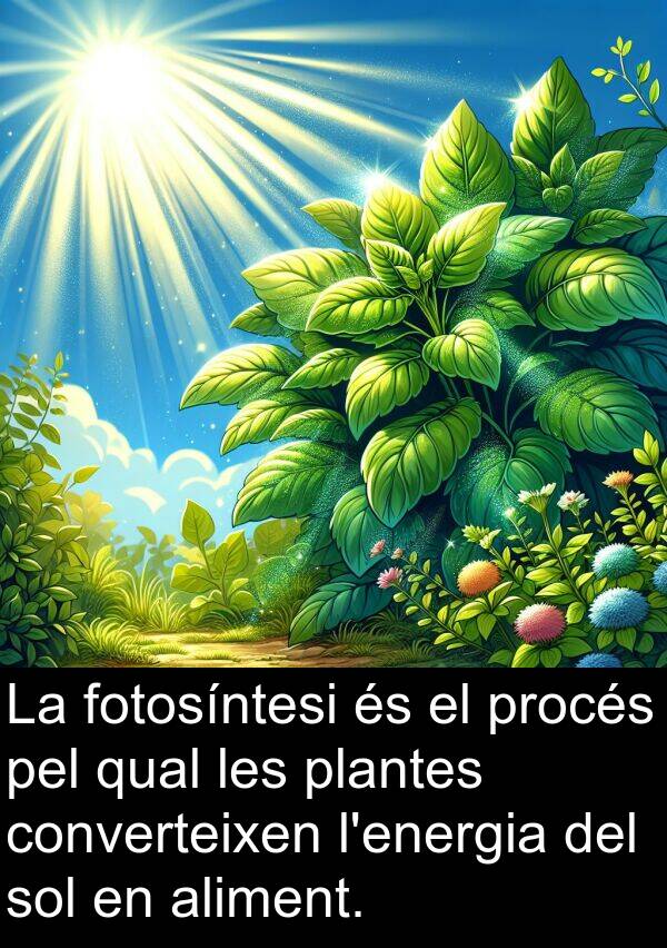 fotosíntesi: La fotosíntesi és el procés pel qual les plantes converteixen l'energia del sol en aliment.