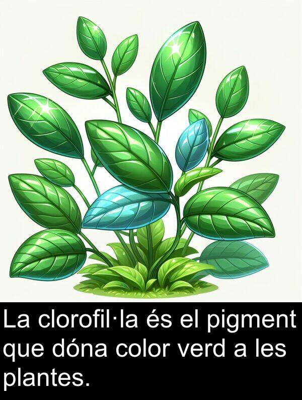 verd: La clorofil·la és el pigment que dóna color verd a les plantes.