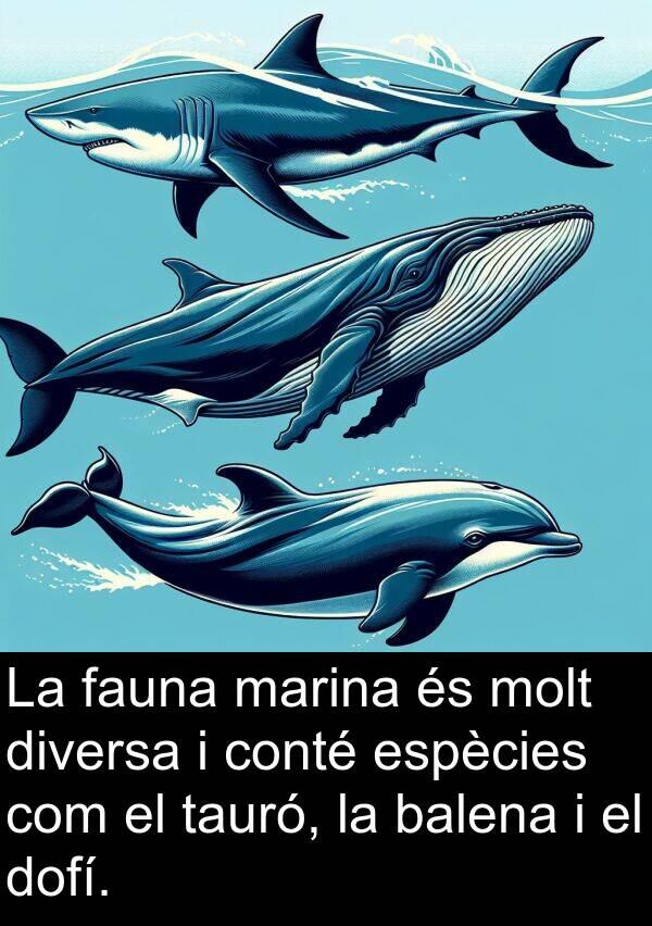 balena: La fauna marina és molt diversa i conté espècies com el tauró, la balena i el dofí.