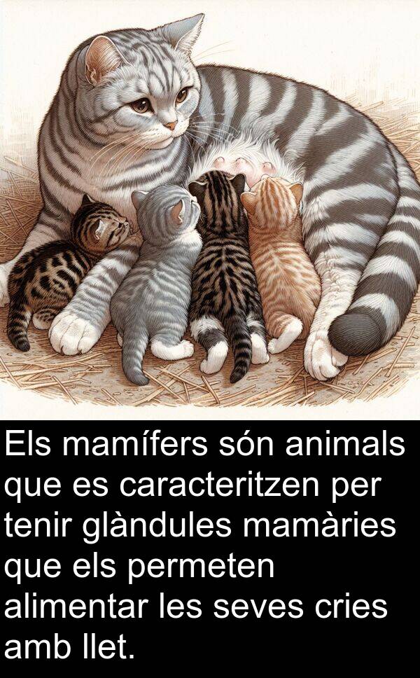 llet: Els mamífers són animals que es caracteritzen per tenir glàndules mamàries que els permeten alimentar les seves cries amb llet.