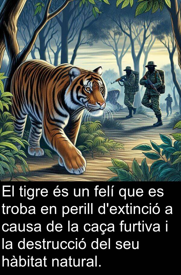 destrucció: El tigre és un felí que es troba en perill d'extinció a causa de la caça furtiva i la destrucció del seu hàbitat natural.