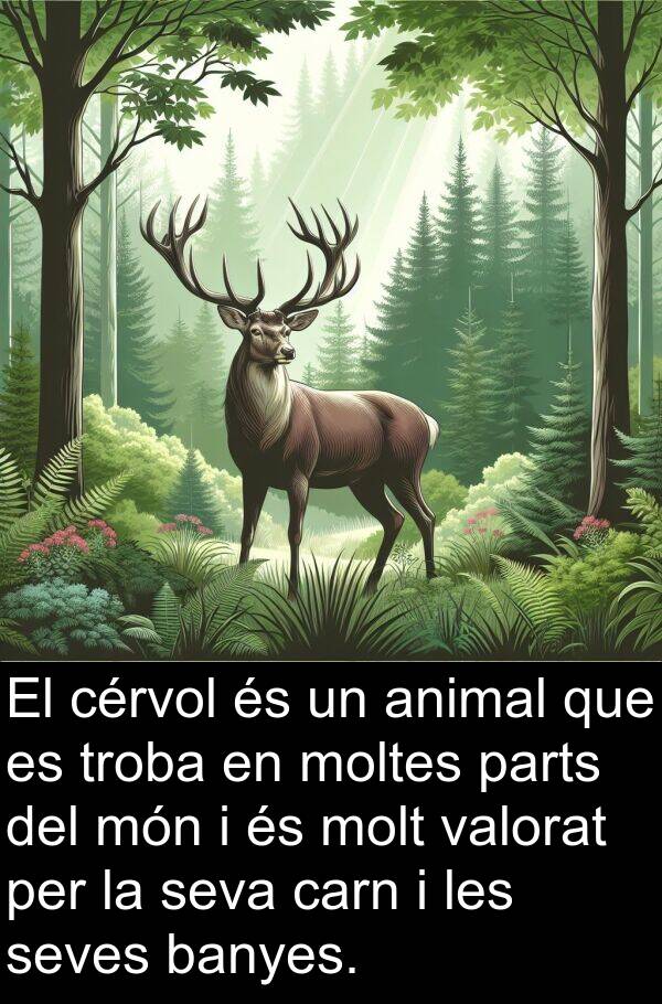 parts: El cérvol és un animal que es troba en moltes parts del món i és molt valorat per la seva carn i les seves banyes.