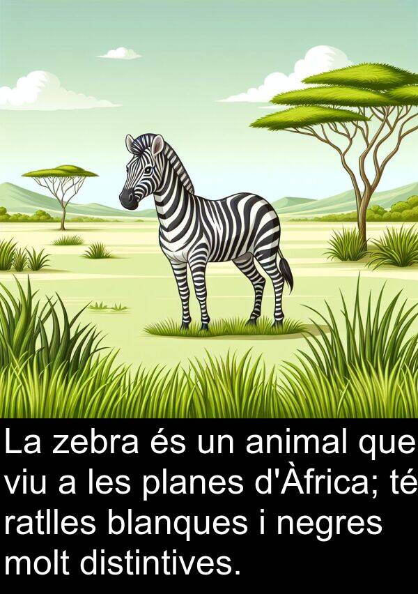 blanques: La zebra és un animal que viu a les planes d'Àfrica; té ratlles blanques i negres molt distintives.