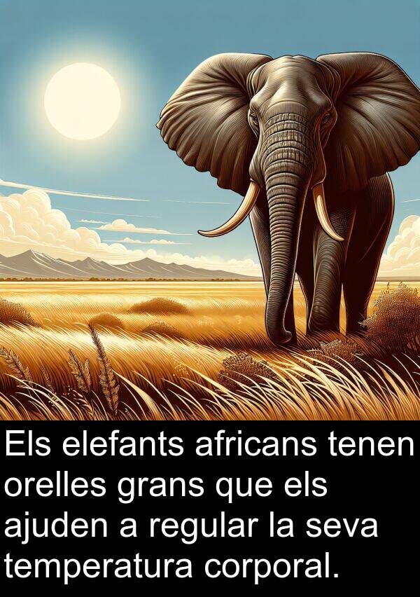 africans: Els elefants africans tenen orelles grans que els ajuden a regular la seva temperatura corporal.