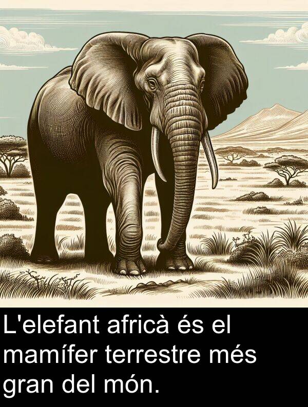 africà: L'elefant africà és el mamífer terrestre més gran del món.