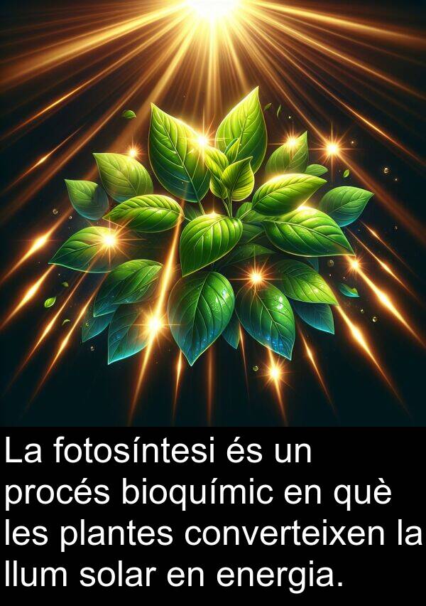 llum: La fotosíntesi és un procés bioquímic en què les plantes converteixen la llum solar en energia.