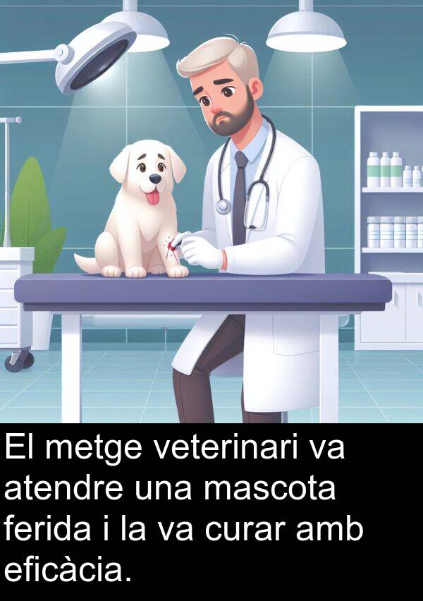 ferida: El metge veterinari va atendre una mascota ferida i la va curar amb eficàcia.