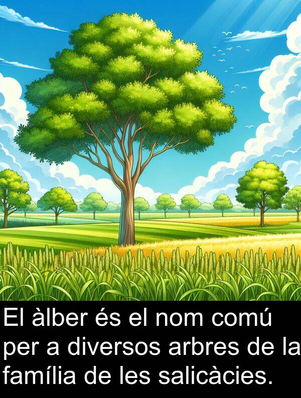 àlber: El àlber és el nom comú per a diversos arbres de la família de les salicàcies.