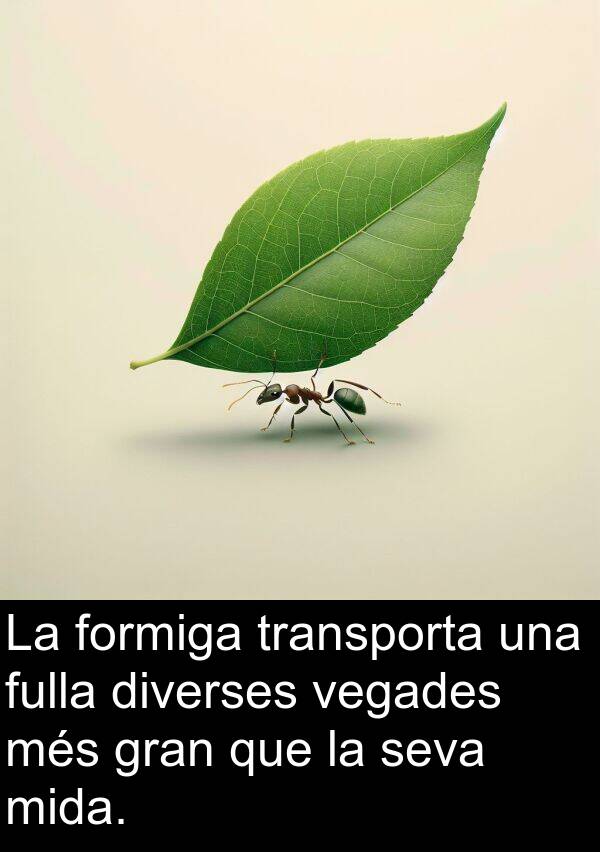 formiga: La formiga transporta una fulla diverses vegades més gran que la seva mida.