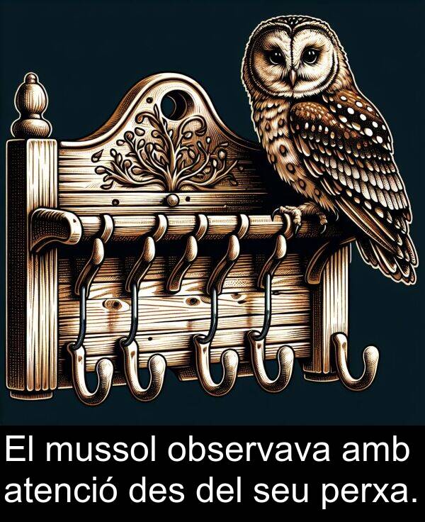 observava: El mussol observava amb atenció des del seu perxa.