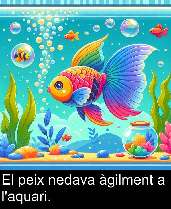 peix: El peix nedava àgilment a l'aquari.