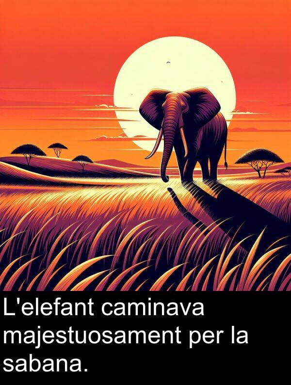 caminava: L'elefant caminava majestuosament per la sabana.