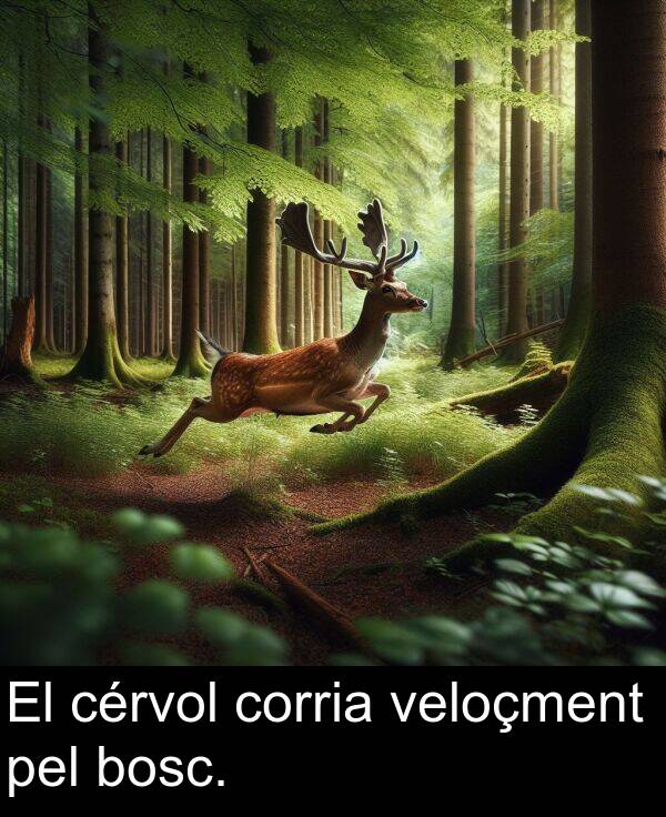 pel: El cérvol corria veloçment pel bosc.