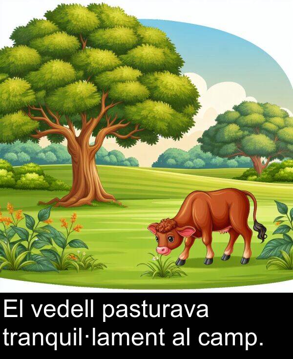 pasturava: El vedell pasturava tranquil·lament al camp.