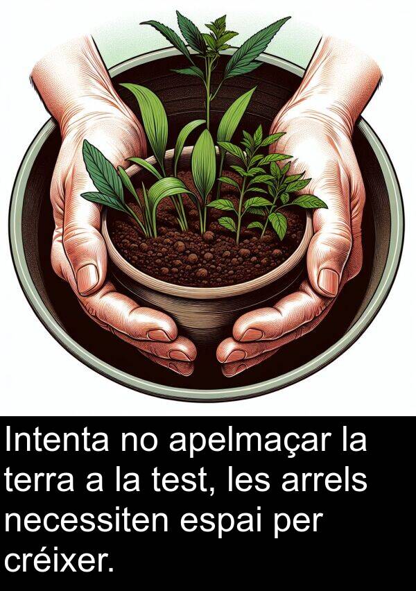 test: Intenta no apelmaçar la terra a la test, les arrels necessiten espai per créixer.