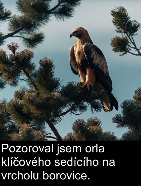 klíčového: Pozoroval jsem orla klíčového sedícího na vrcholu borovice.