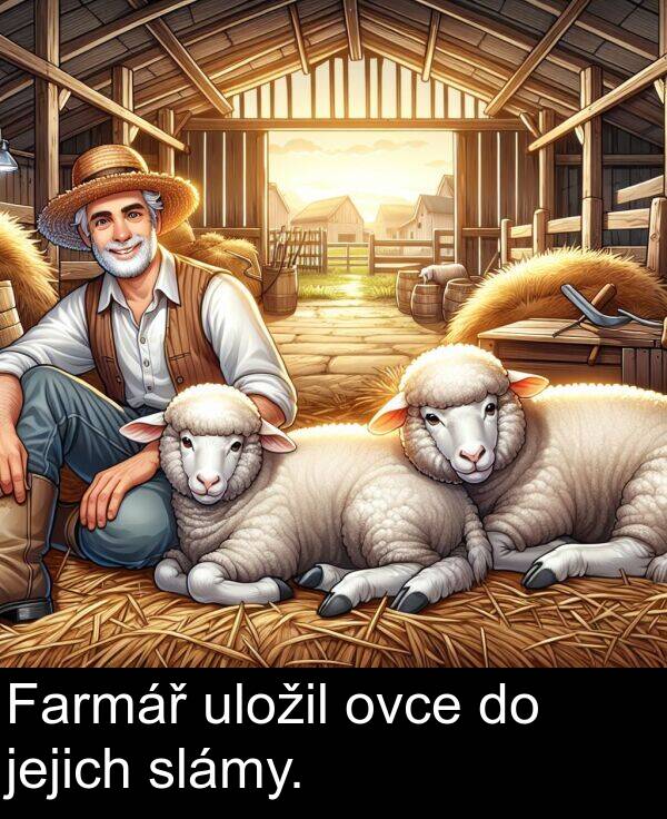 uložil: Farmář uložil ovce do jejich slámy.