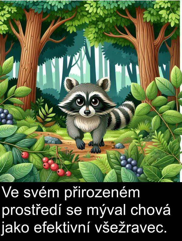 efektivní: Ve svém přirozeném prostředí se mýval chová jako efektivní všežravec.