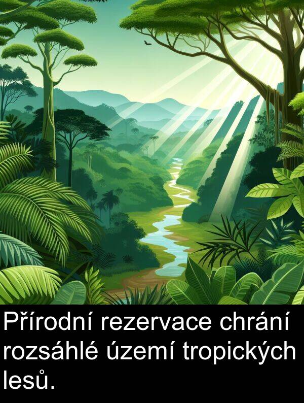 lesů: Přírodní rezervace chrání rozsáhlé území tropických lesů.