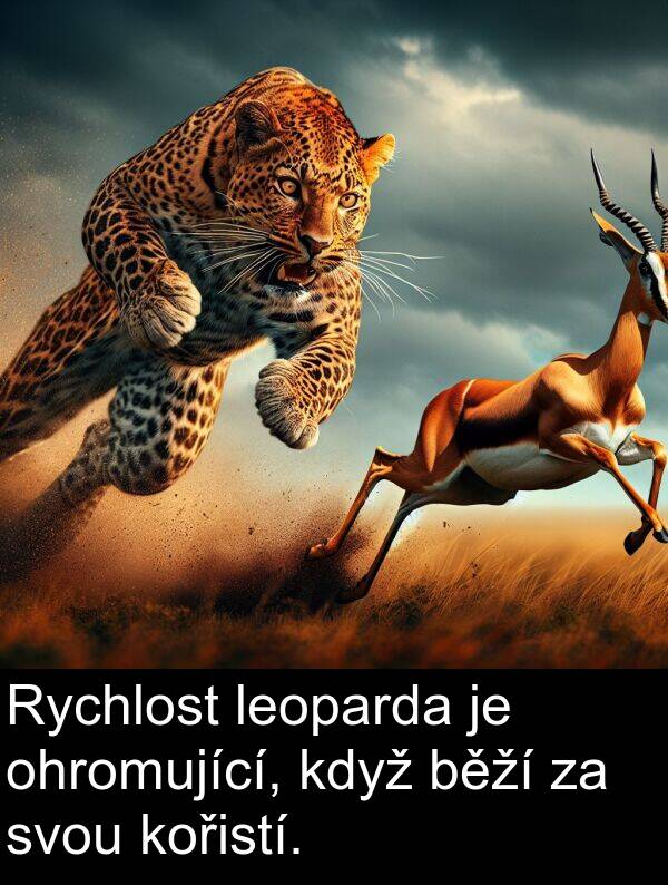 běží: Rychlost leoparda je ohromující, když běží za svou kořistí.