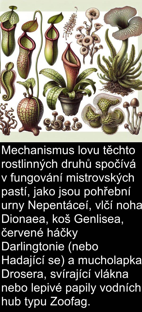 pastí: Mechanismus lovu těchto rostlinných druhů spočívá v fungování mistrovských pastí, jako jsou pohřební urny Nepentáceí, vlčí noha Dionaea, koš Genlisea, červené háčky Darlingtonie (nebo Hadající se) a mucholapka Drosera, svírající vlákna nebo lepivé papily vodních hub typu Zoofag.