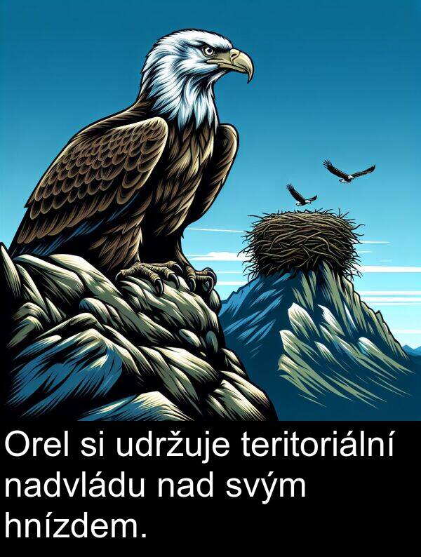 hnízdem: Orel si udržuje teritoriální nadvládu nad svým hnízdem.