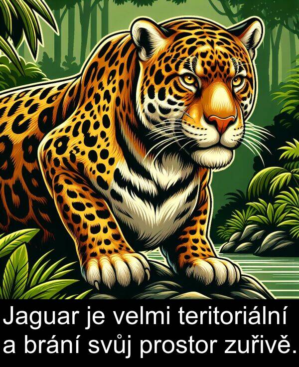 brání: Jaguar je velmi teritoriální a brání svůj prostor zuřivě.