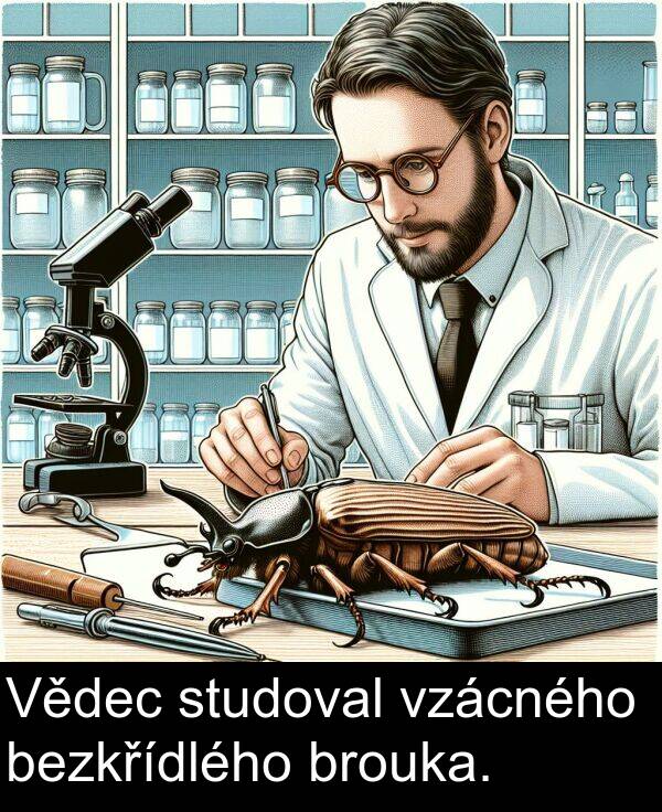 studoval: Vědec studoval vzácného bezkřídlého brouka.