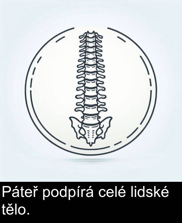 lidské: Páteř podpírá celé lidské tělo.